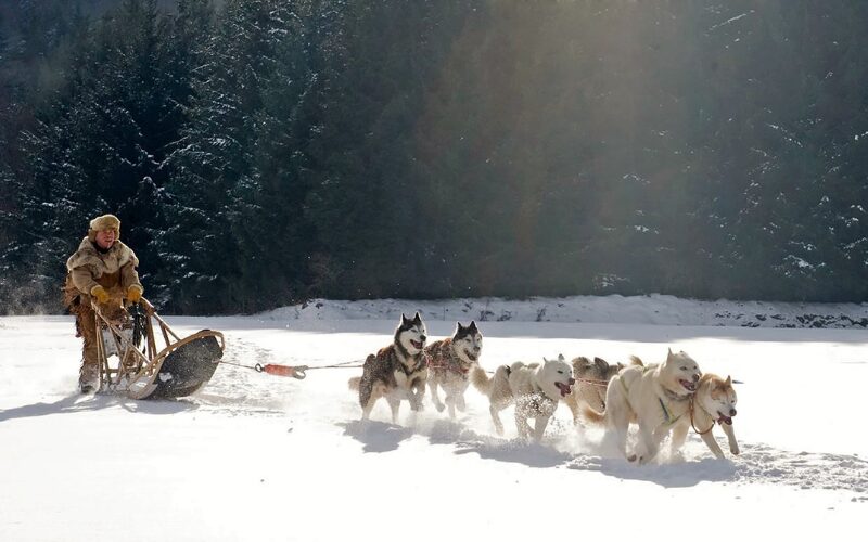 A dogsled rushing through the snow