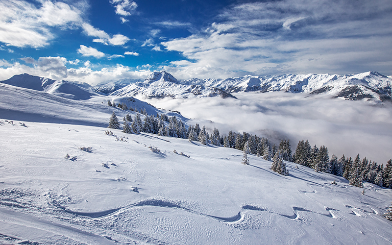A pristine snowy hillside with a single off piste ski track leading towards dense pines, above a cloud-filled valley with distant mountains emerging beyond.